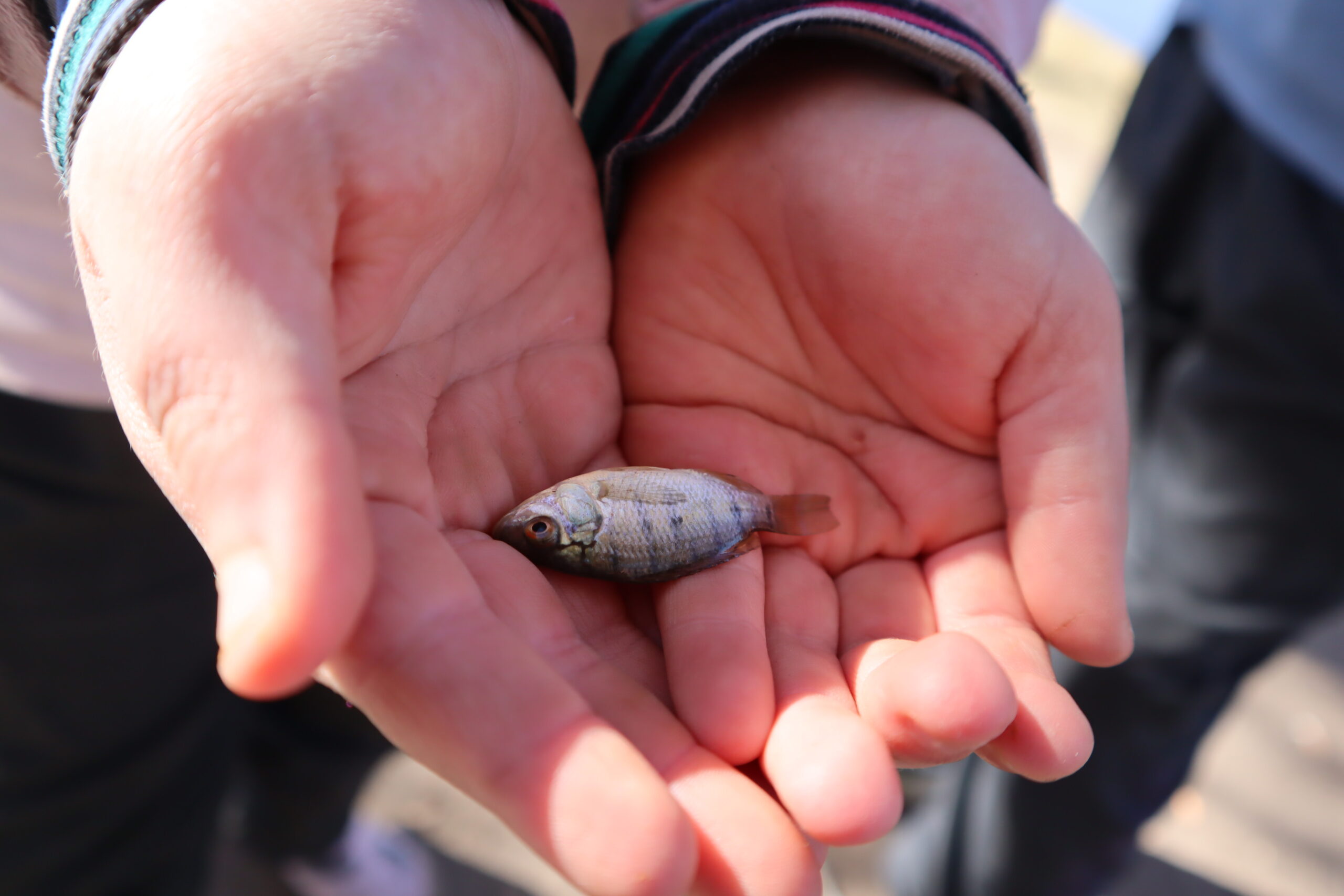 Carp Fishing at Willow Waters in Kromdraai, Gauteng