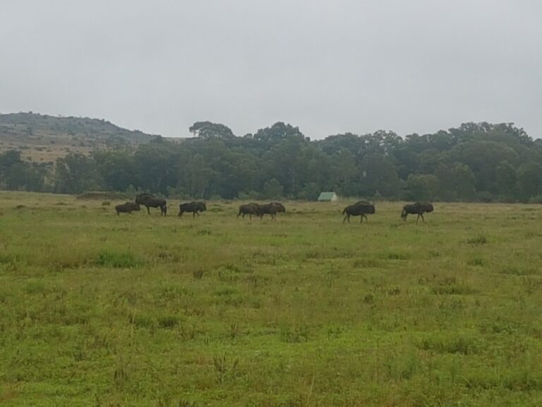 Wildlife at Zelpy Fishing and Game Reserve