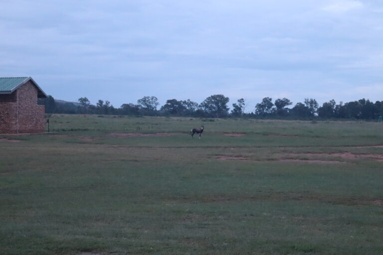 Wildlife at Zelpy Fishing and Game Reserve