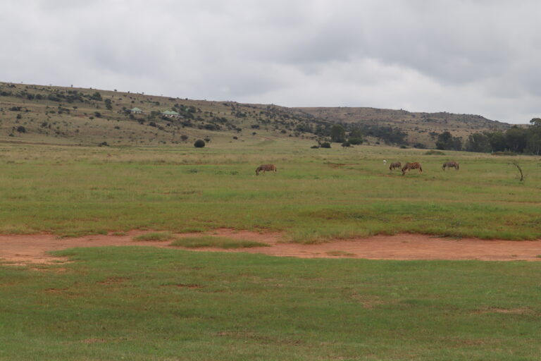 Wildlife at Zelpy Fishing and Game Reserve