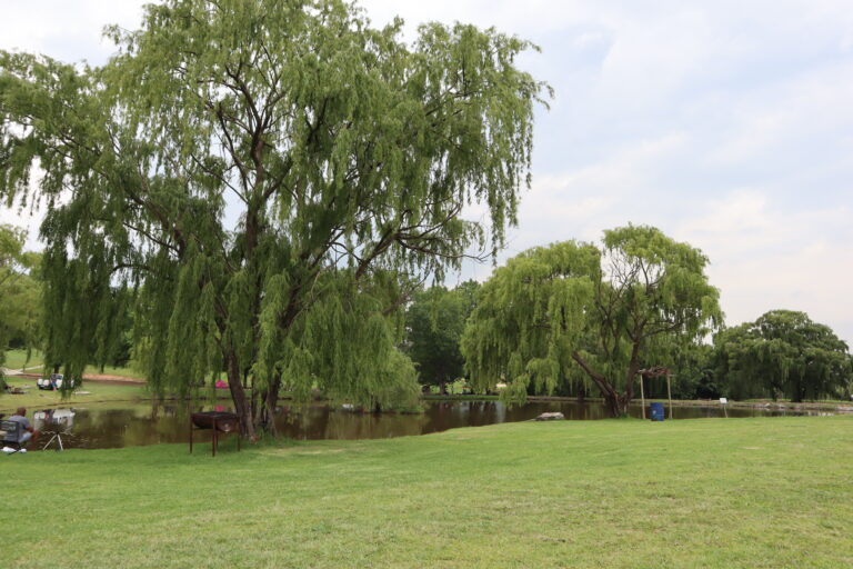 Willow Waters Green grass and large Weeping Willows