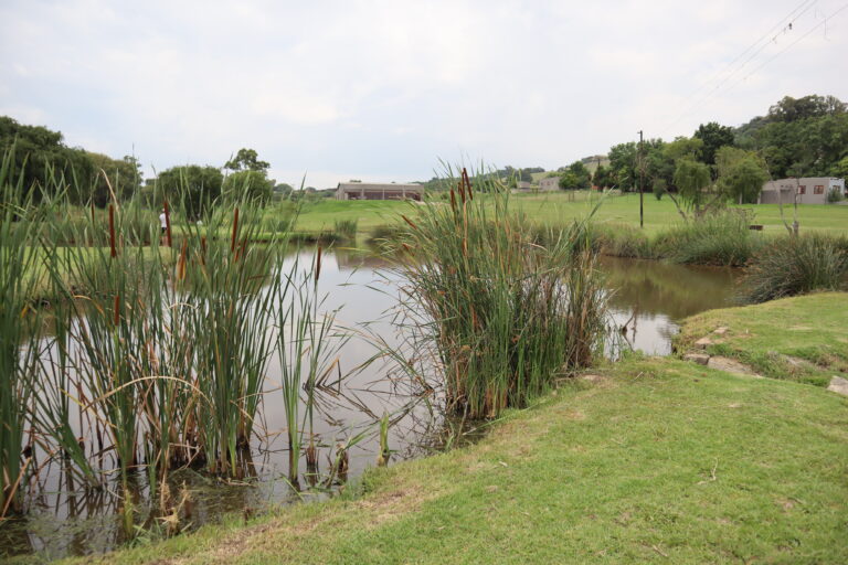 Willow Waters One of the dams with reeds