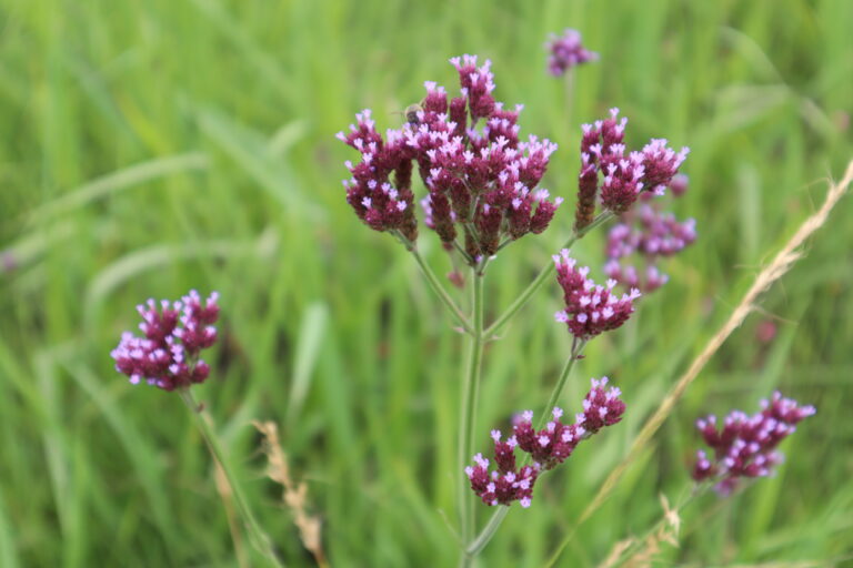 Flowers at Willow Waters