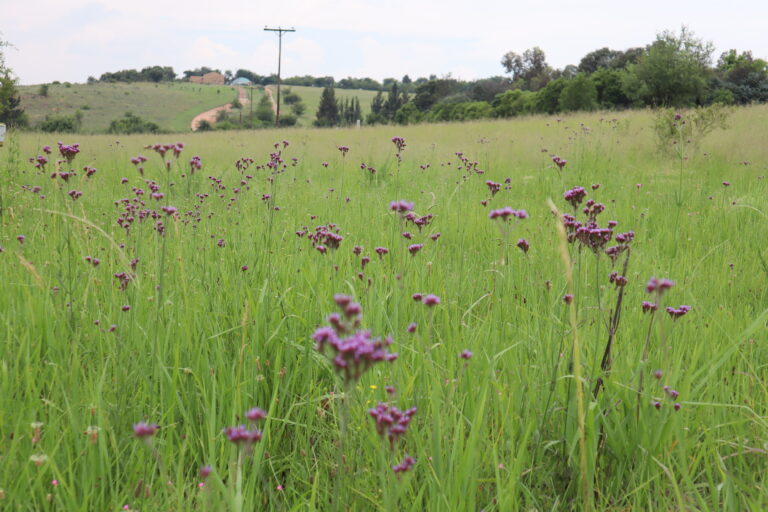 Flowers at Willow Waters