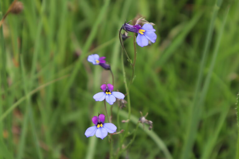 Flowers at Willow Waters