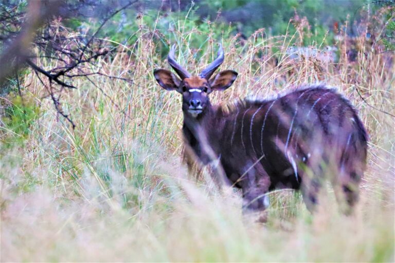 Buck at Mvubu Game Lodge