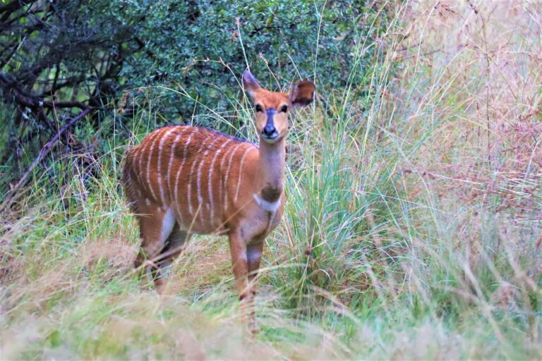 Buck at Mvubu Game Lodge