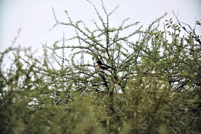 Birdlife at Mvubu Game Lodge