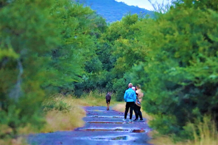 Safe for kids to explore at Mvubu Game Lodge