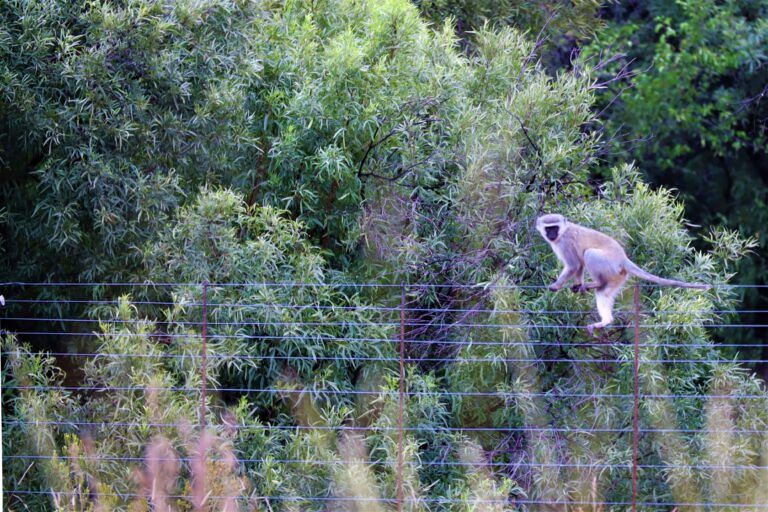 Monkeys at Mvubu Game Lodge