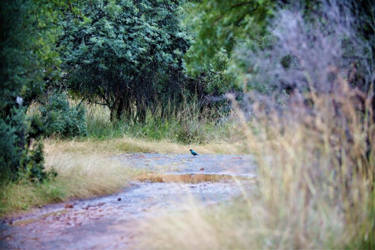 Birdlife at Mvubu Game Lodge