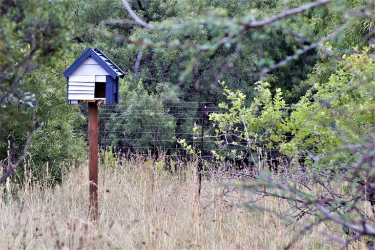 Birds at Mvubu Game Lodge