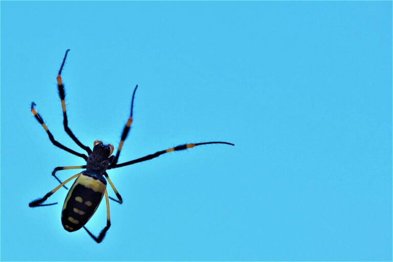 Spiders at Mvubu Game Lodge