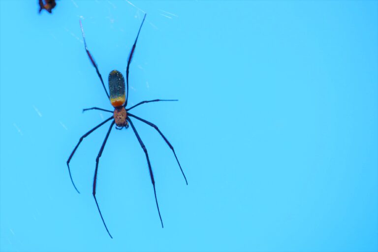 Spiders at Mvubu Game Lodge